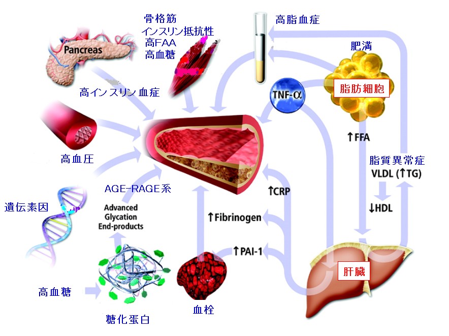 adipocytokine.jpg
